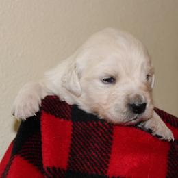 Boy 2 - Light golden male Golden Retriever puppy in Chehalis, Washington from Tradition Golden Retrievers