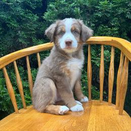 Bingo - Red tri-color female Australian Shepherd puppy in Hillsboro, Oregon from A&D Australian Shepherds