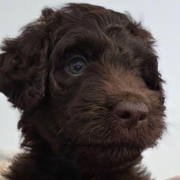 (MJ) Michael Jackson - Chocolate male Labradoodle puppy in Lansing, North Carolina from Murphy Manor Mountain Doodles