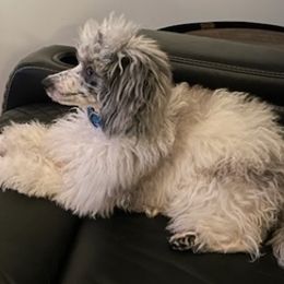 Goldendoodles from Christie doodles and poodles