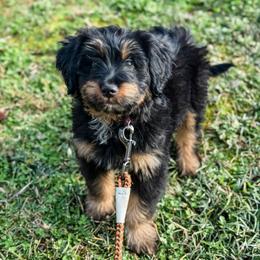 Cheddar - female Australian Mountain Doodle puppy in Sharpsburg, Georgia from Steindoodles