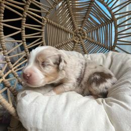 Phoenix - Red merle male Australian Shepherd puppy in Grants Pass, Oregon from Carmel Mountain Aussies