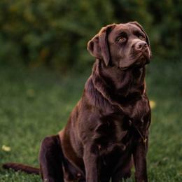 Mila - Labrador Retriever