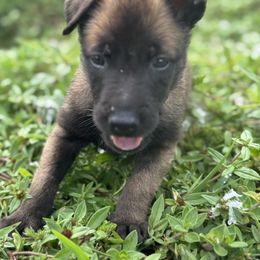 Belgian Malinois Puppies from Blue Shield Malinois