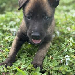 Belgian Malinois Puppies from Blue Shield Malinois