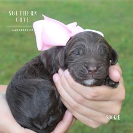 Sookie - Chocolate female Australian Labradoodle puppy in Winter Haven, Florida from Southern Cove Labradoodles