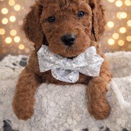 Mr. Gray - Red  male Goldendoodle puppy in Greenwood, Louisiana from GoldenFido