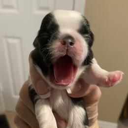 Shih Tzu Puppies from Willow Lane Shih Tzus