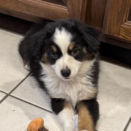 Precouis - Black tri female Miniature American Shepherd puppy in Camdenton, Missouri from Sunset Ridge Aussies