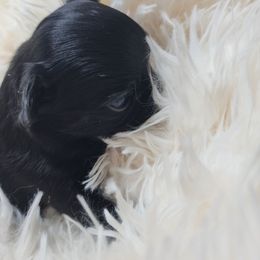 Bre - Black female Chihuahua puppy in Tremonten, Utah from Qu-Te's Chihuahuas