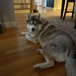 Storm - Red and white female Siberian Husky puppy in Sudbury, Massachusetts from Toe Bean Huskies
