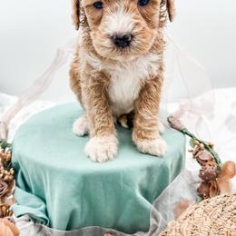 Hawaii - Apricot male Goldendoodle puppy in Belton, South Carolina from Poodley Doodley Doo