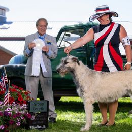 Fae - Irish Wolfhound