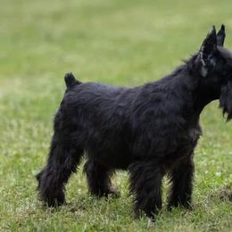 Miniature Schnauzers from Rc Kennels