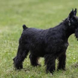Miniature Schnauzers from Rc Kennels