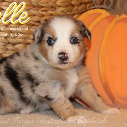 Belle - Blue merle female Miniature Australian Shepherd puppy in Grandfield, Oklahoma from Hunt Farms Australian Shepherds