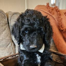 Labradoodles from The Merrry Doodle Farm