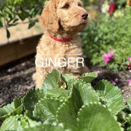 Goldendoodle Puppies from O’Doodle Clan Goldendoodles