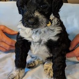 Portuguese Water Dog Puppies from Stacy's PWD Portuguese Water Dogs