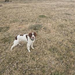 Princess Warrior Chelsea - White and liver female Brittany puppy in Fort Recovery, Ohio from 2345 ELO  Erica's Liver & Orange Brittany Puppies