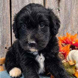 Boy 1 - Black tri-color male Aussiedoodle puppy in Mouth Of Wilson, Virginia from Holly Ridge Aussies, Aussiedoodles & Corgis