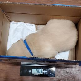 Golden Retriever Puppies from The Golden Court