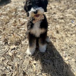 Mack - Bernedoodle