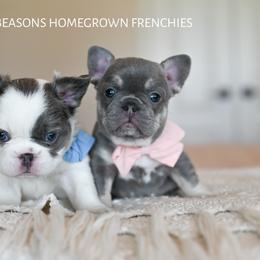 French Bulldog Puppies from Beason’s HomeGrown Frenchies