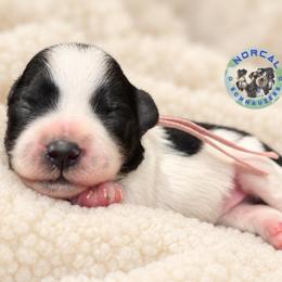 Maisie - Parti female Miniature Schnauzer puppy in Magalia, California from NorCal Schnauzers