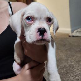 Girl 2 - White female Boxer puppy in Eden Nc, North Carolina from Clearview boxers