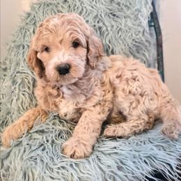 Birch - Cream male Goldendoodle puppy in Gunnison, Utah from Curls and Camo Pups