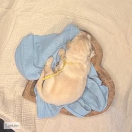 Yahtzee (yellow) - Golden female Golden Retriever puppy in Argyle, Texas from Skarlotte Goldens, LLC