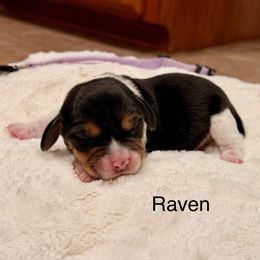 Raven - Black tan and white female Beagle puppy in Mansfield, Missouri from Rippee Creek Kennel