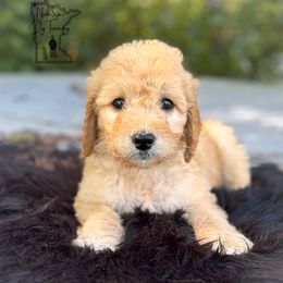 Lavender - Goldendoodle puppy from North Star Dog Training