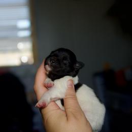 Spice - Black and White Parti - Black parti female Pomeranian puppy in Saint Ignatius, Montana from Pomeranians Montana