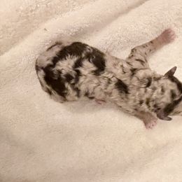 Girl 3 - Brown female Bernedoodle puppy in Caldwell, Idaho from Boise Doodle Co.