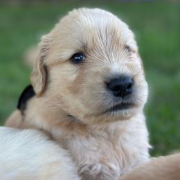 Oakley (black) - Golden male Golden Retriever puppy in Franklin, West Virginia from Wildmour K9