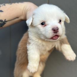 Jasper - Fawn and white male American Corgi puppy in East Oakdale, California from Rhettro Kennels