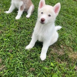 Siberian Husky Puppies from Blue Skyes Huskies