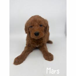 Mars - Red  male Goldendoodle puppy in Smithfield, Kentucky from KBK9 Kennels