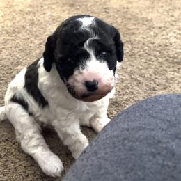 Boy 1 - Sable male Aussiedoodle puppy in St. George, Utah from Color Country Doodles