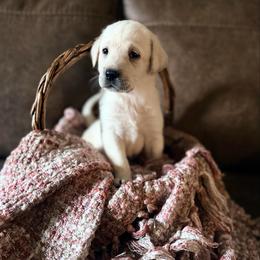 Juliet - Yellow female Labrador Retriever puppy in Sweet Home, Oregon from Knotty Creek Labradors