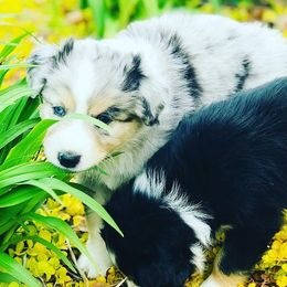 Miniature Australian Shepherd Puppies from My Girls Aussies NJ