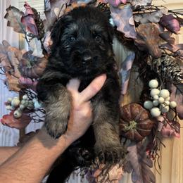 Moonlight - Black and red female German Shepherd puppy in Watervliet, Michigan from M&M Shepherd Farms