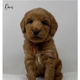 Doris - Caramel female Australian Labradoodle puppy in Sacramento, California from Little Farmstead Labradoodles