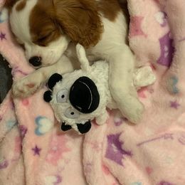 Cavalier King Charles Spaniel Puppies from Castle Rock Cavaliers