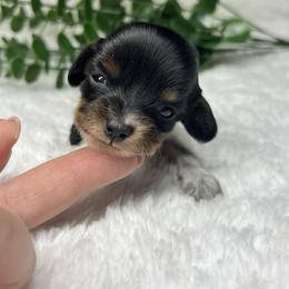 Twinkle - Piebald female Dachshund puppy in Payette, Idaho from NT Mini Doxies