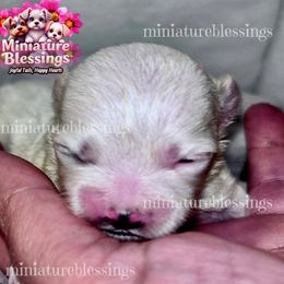 Biewer Terrier, Maltese, and Morkie Puppies from Miniature Blessings
