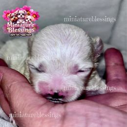 Biewer Terrier, Maltese, and Morkie Puppies from Miniature Blessings