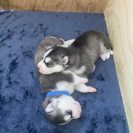 Siberian Husky Puppies from Hynes Huskies